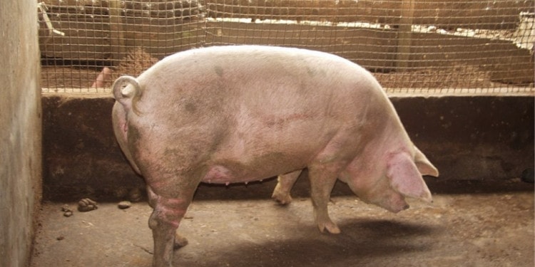 Quality Food in Africa: The Challenges Facing Pig Production in Cameroon