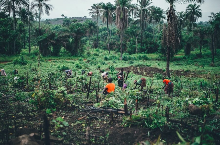 A Wild Plant Spreads Throughout The African Diet