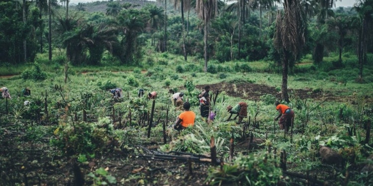 A Wild Plant Spreads Throughout The African Diet