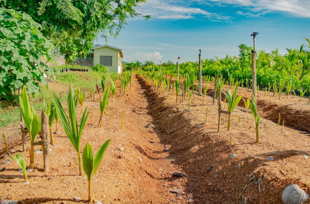 The Caribbean Coconut Industry Is Expanding | My Beautiful Black Ancestry
