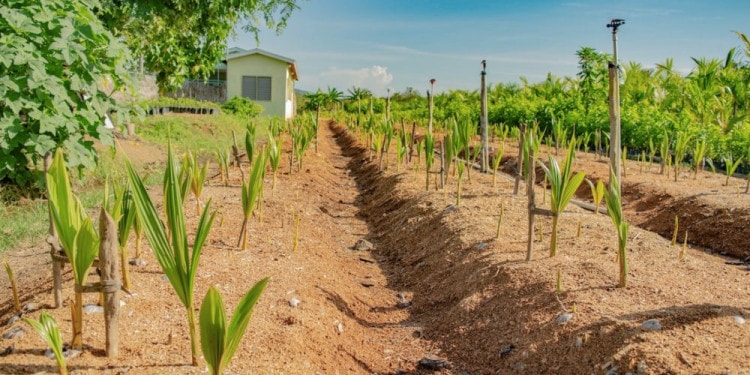The Caribbean Coconut Industry: CARDI’s Perspective