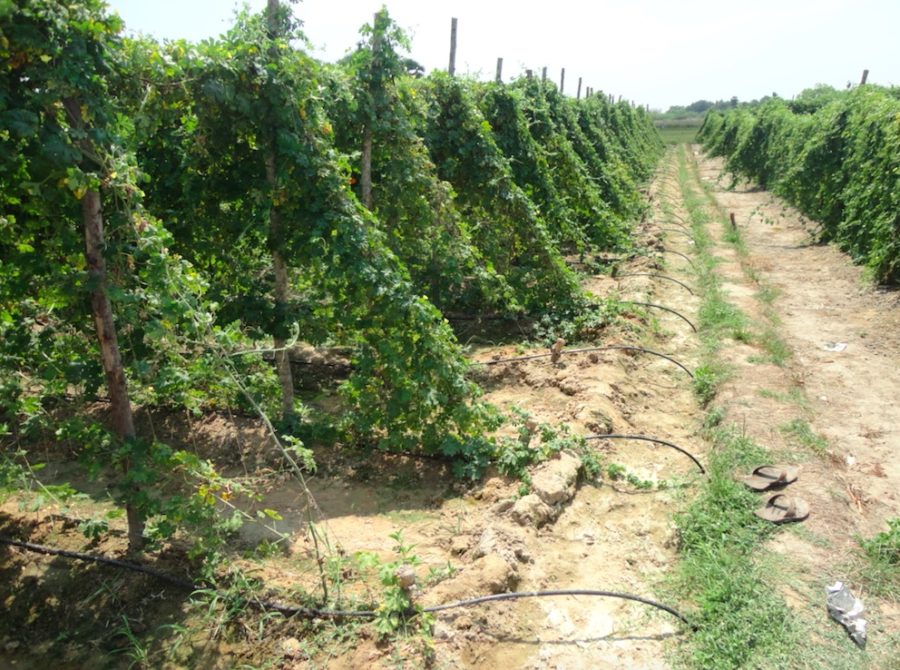 The Importance of Community Participatory Approach: Water and Food Security Programmes