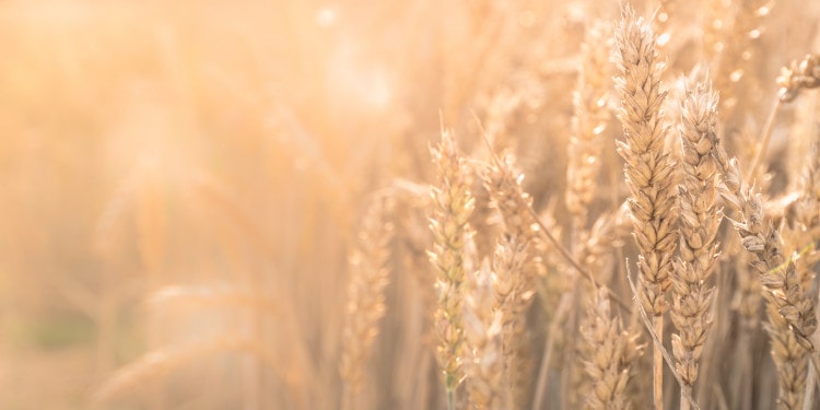 Measuring Progress Towards Sustainable Agriculture