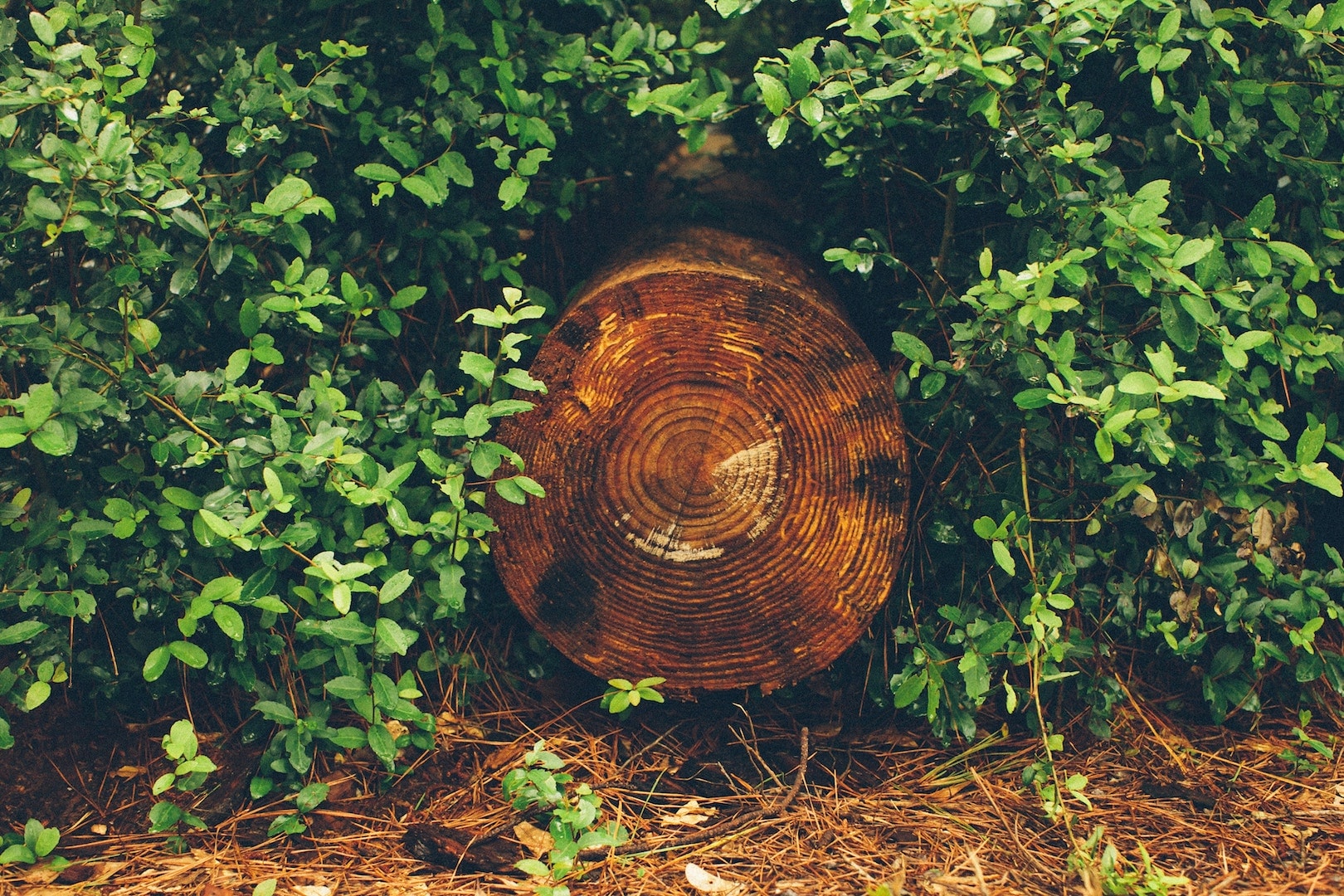 How Trees Can Save Us