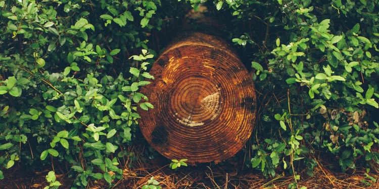 How Trees Can Save Us