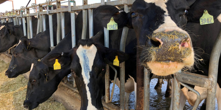 FILE PHOTO: Cows feed at Mancebo Holsteins in Tulare, California, U.S., July 24, 2018. REUTERS/Jane Ross/File Photo - RC166F9E3000
