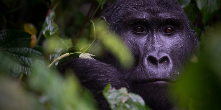 CTPH – Conservation Through Public Health: Helping Gorillas to co-exist with humans