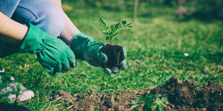 How Personal Gardens Can Halt the Climate Crisis