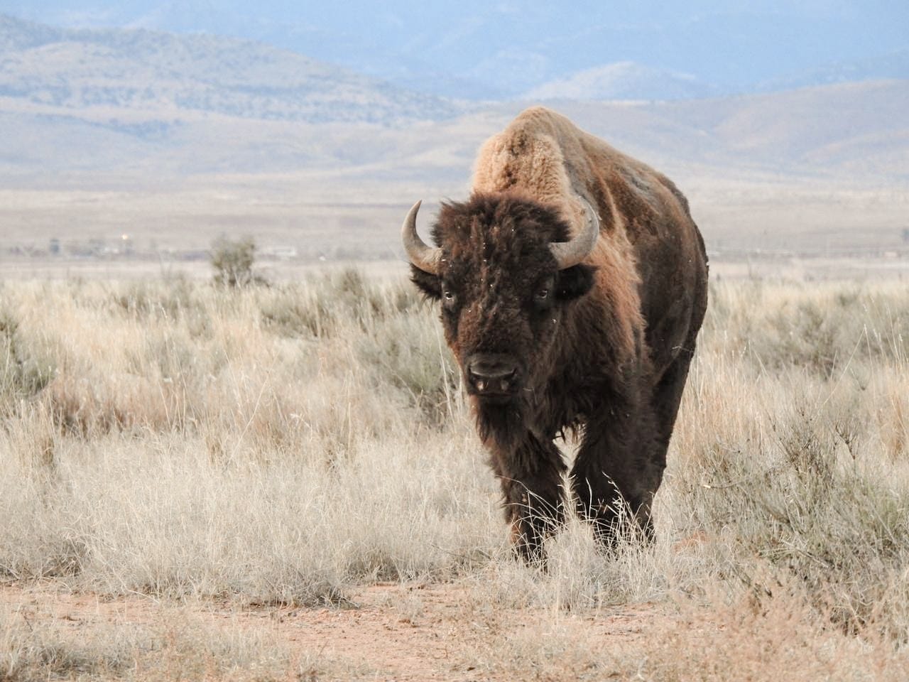 Bison and Cowboys: Regenerative Ranching and Holistic Land Management in Northern Mexico