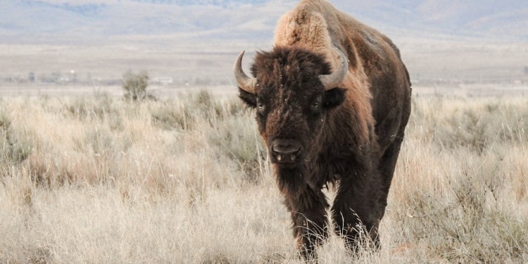 Bison and Cowboys: Regenerative Ranching and Holistic Land Management in Northern Mexico