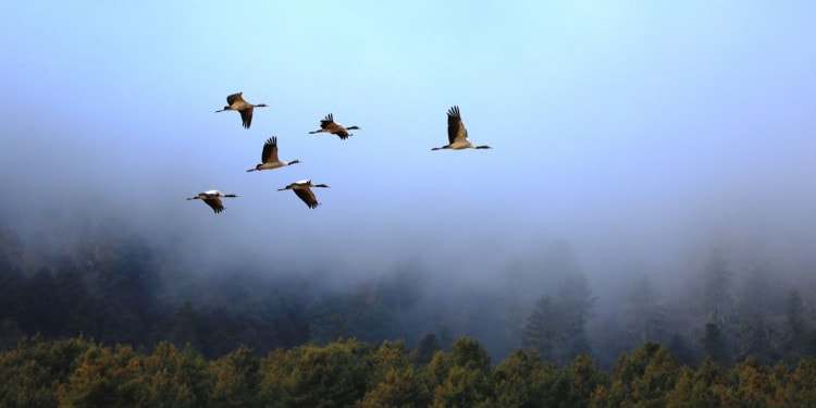 Happiness Needs to Be Financed Too – A New Generation of Conservation Finance in Bhutan