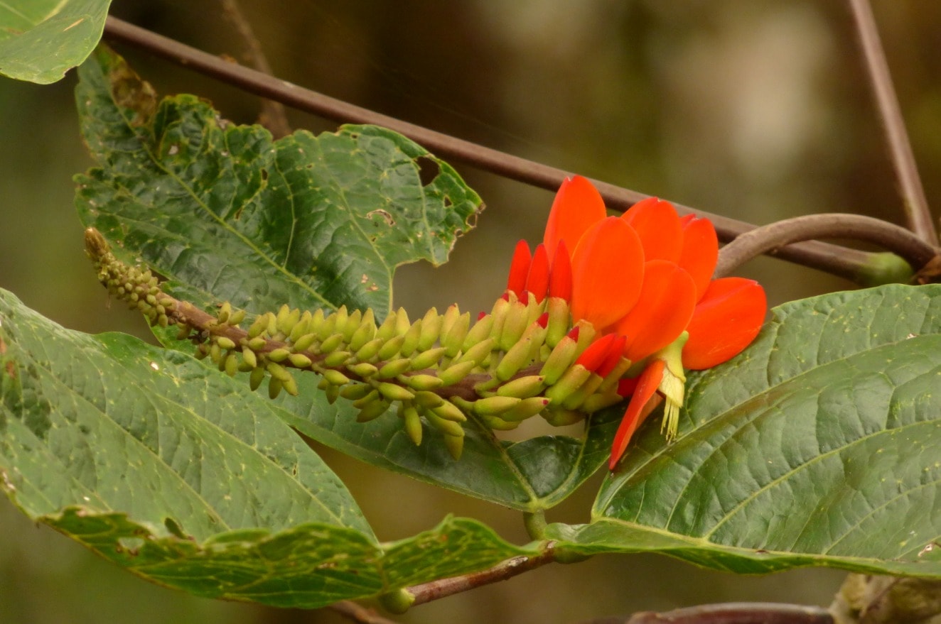 All aboard the Chachafruto Express