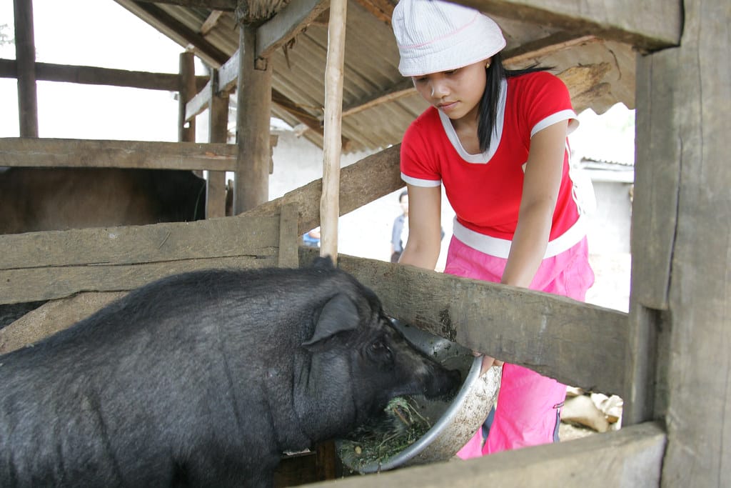 Are Pigs the Canaries in the Coalmine for Human Epidemics?