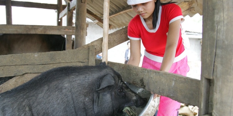 Are Pigs the Canaries in the Coalmine for Human Epidemics?