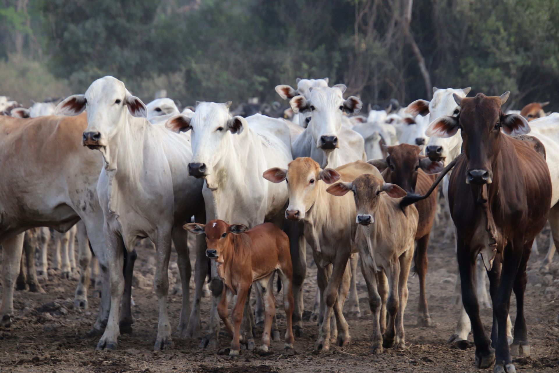 On Extinction, Food, Climate and Inequality Biology Diagrams