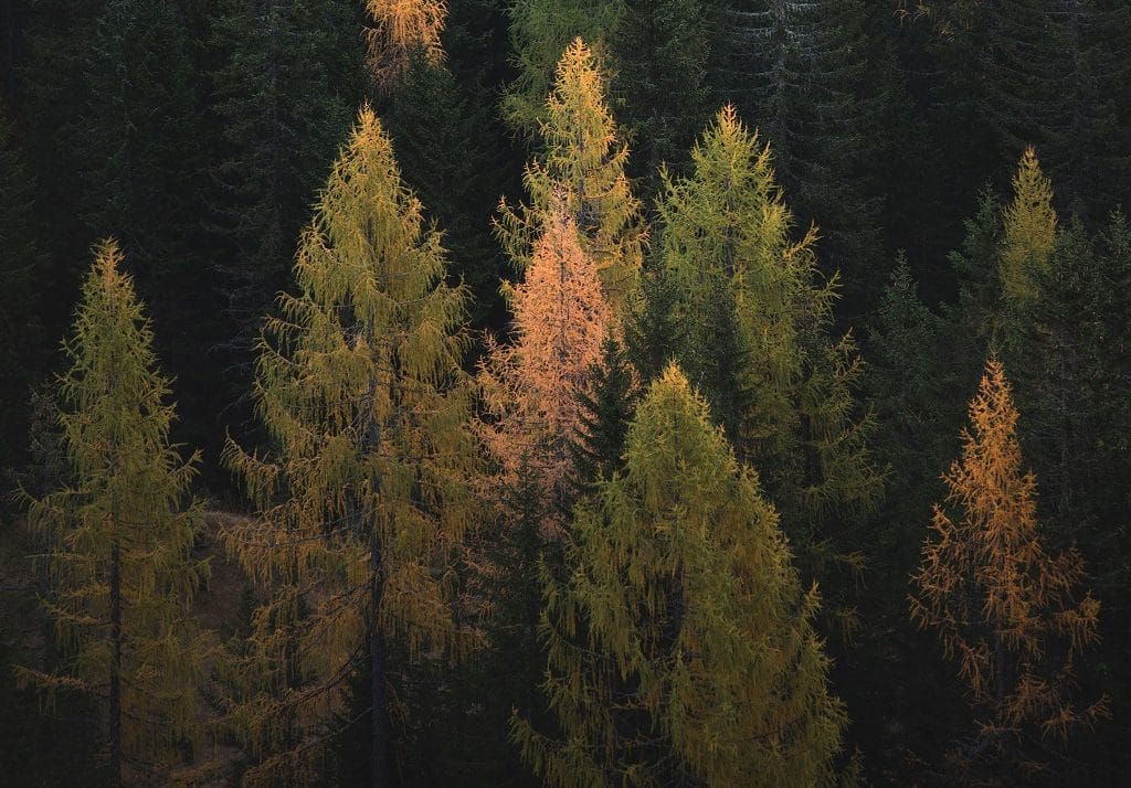 EcoMatcher: Helping Companies and Consumers to Plant New Trees and Fight Climate Change