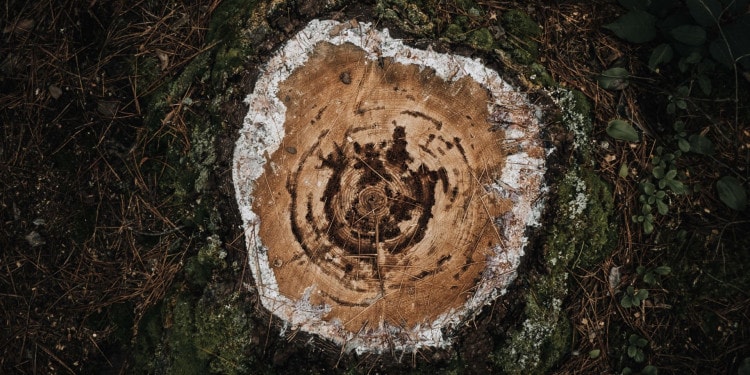 On Extinction, Food, Climate and Inequality