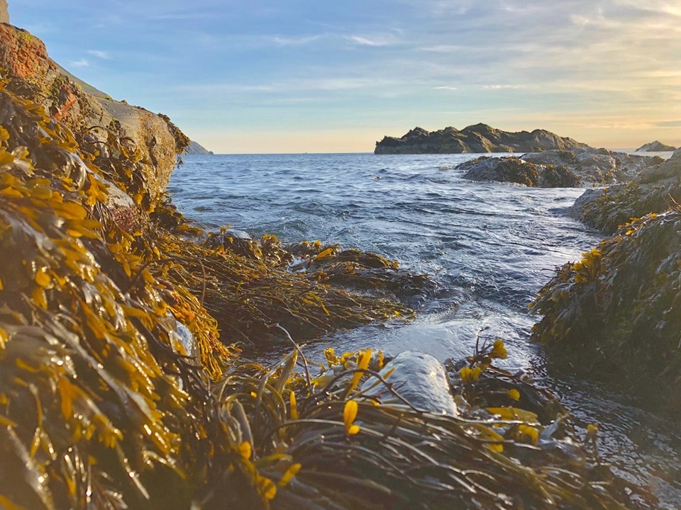 Seamore: Could Seaweed Become a Common Source of Sustainable Food?