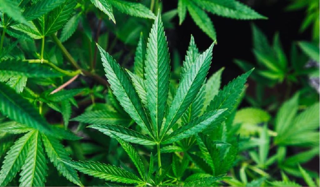 Silicon Valley Insider: Cellibre, Applying Cellular Agriculture to Manufacture CBD