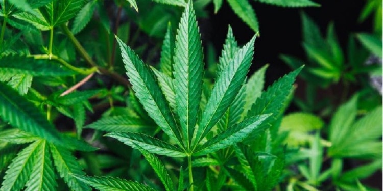 Silicon Valley Insider: Cellibre, Applying Cellular Agriculture to Manufacture CBD