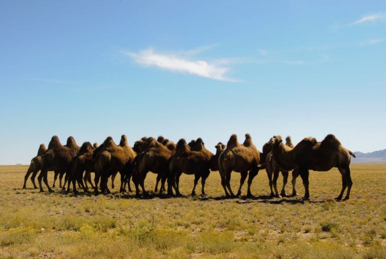 Mongolian camels
