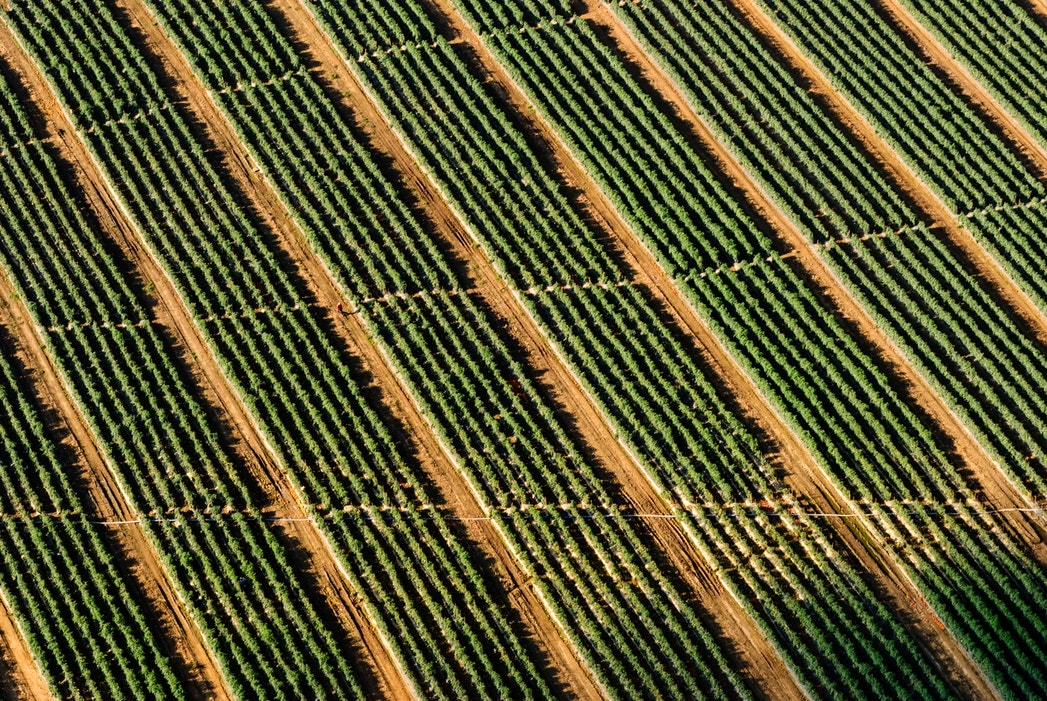 crop fields