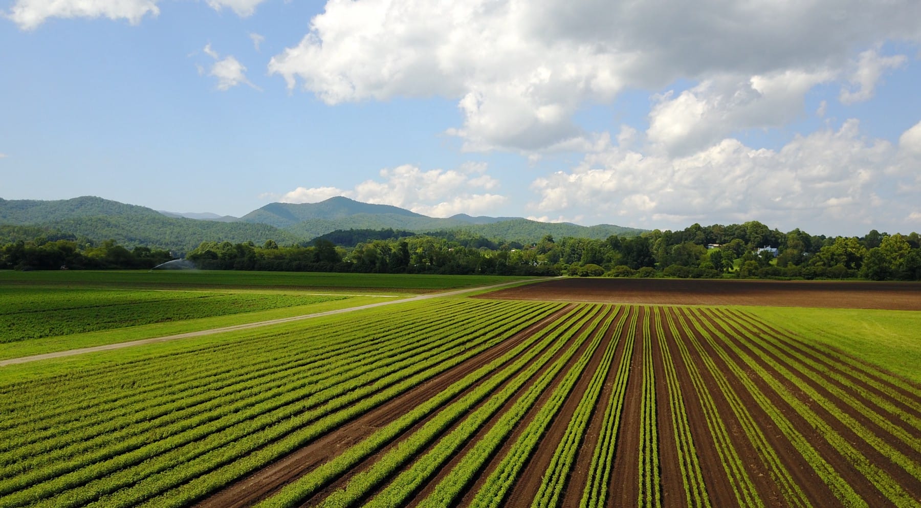 When the Herbal Industry Meets Corporate Accountability and Sustainability