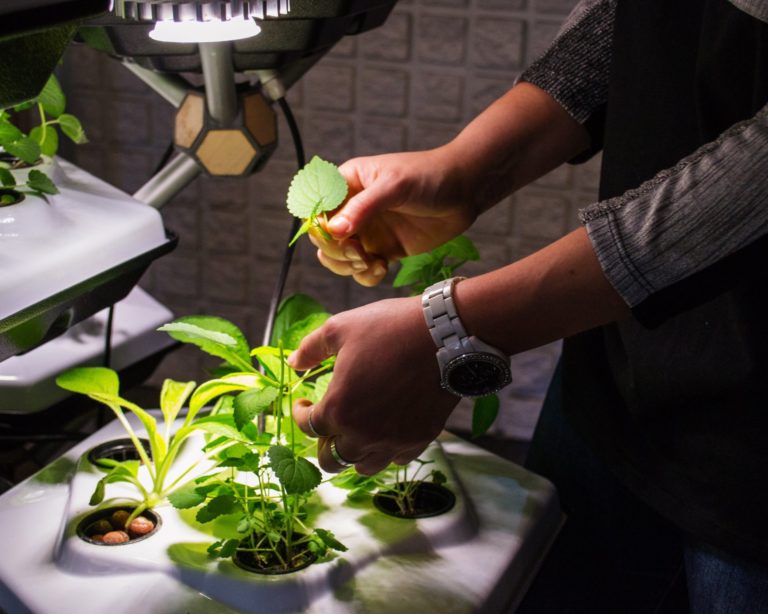 Hexagro Living Farming Tree