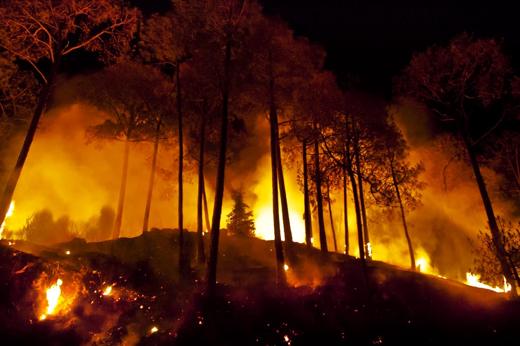 Forest Fires: A Himalayan Threat