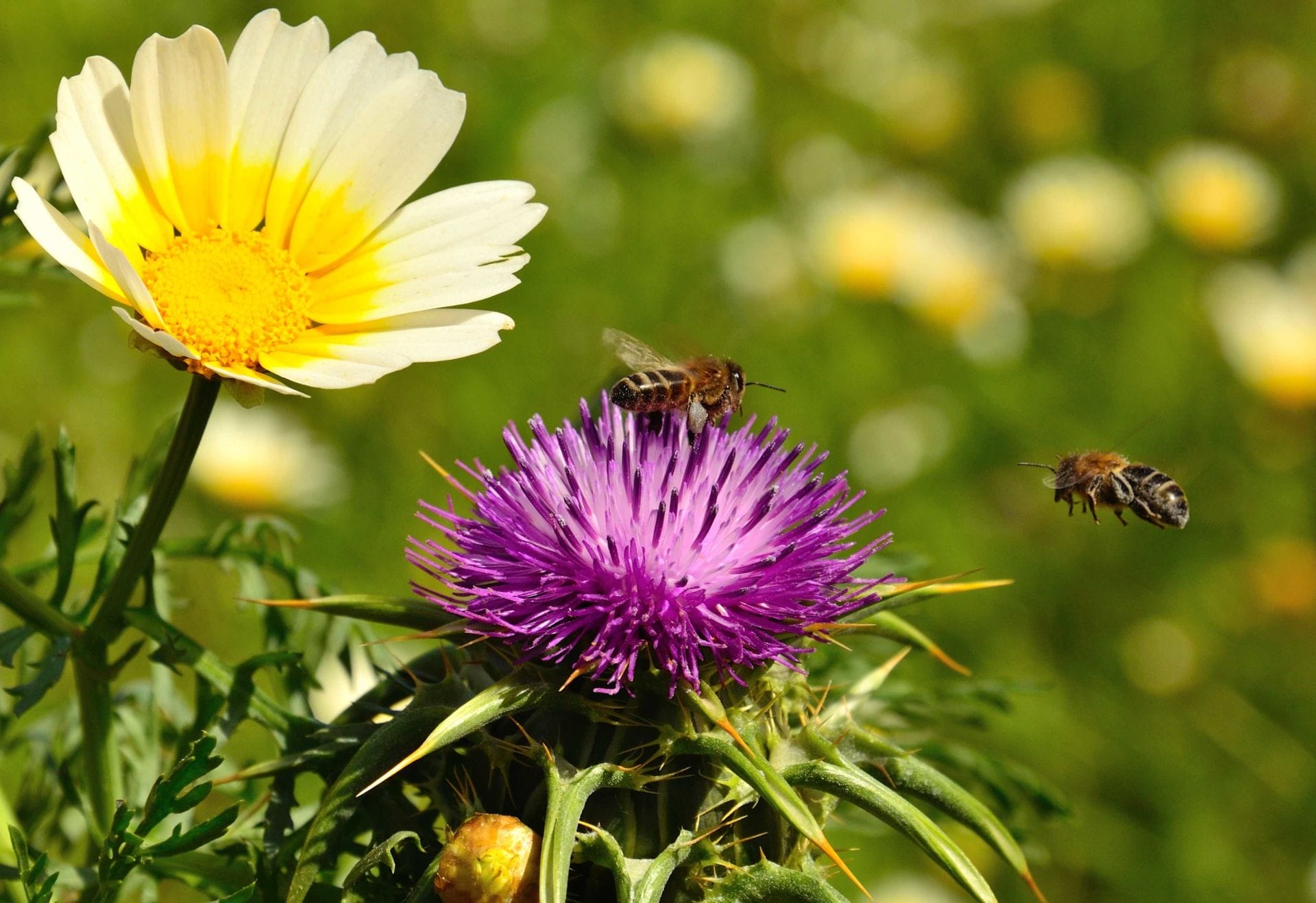 The Tragedy of the Synergy?