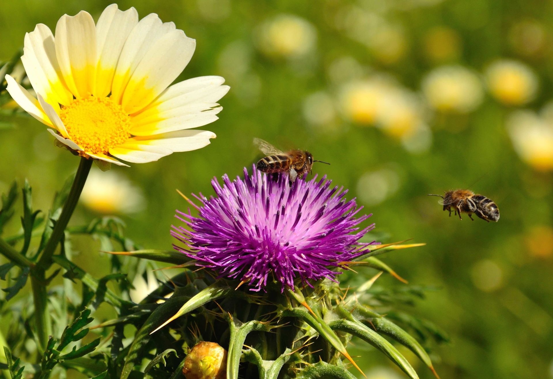 The Tragedy of the Synergy?