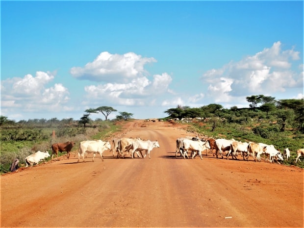 Tracking Ethiopia’s livestock emissions to identify low-carbon development pathways