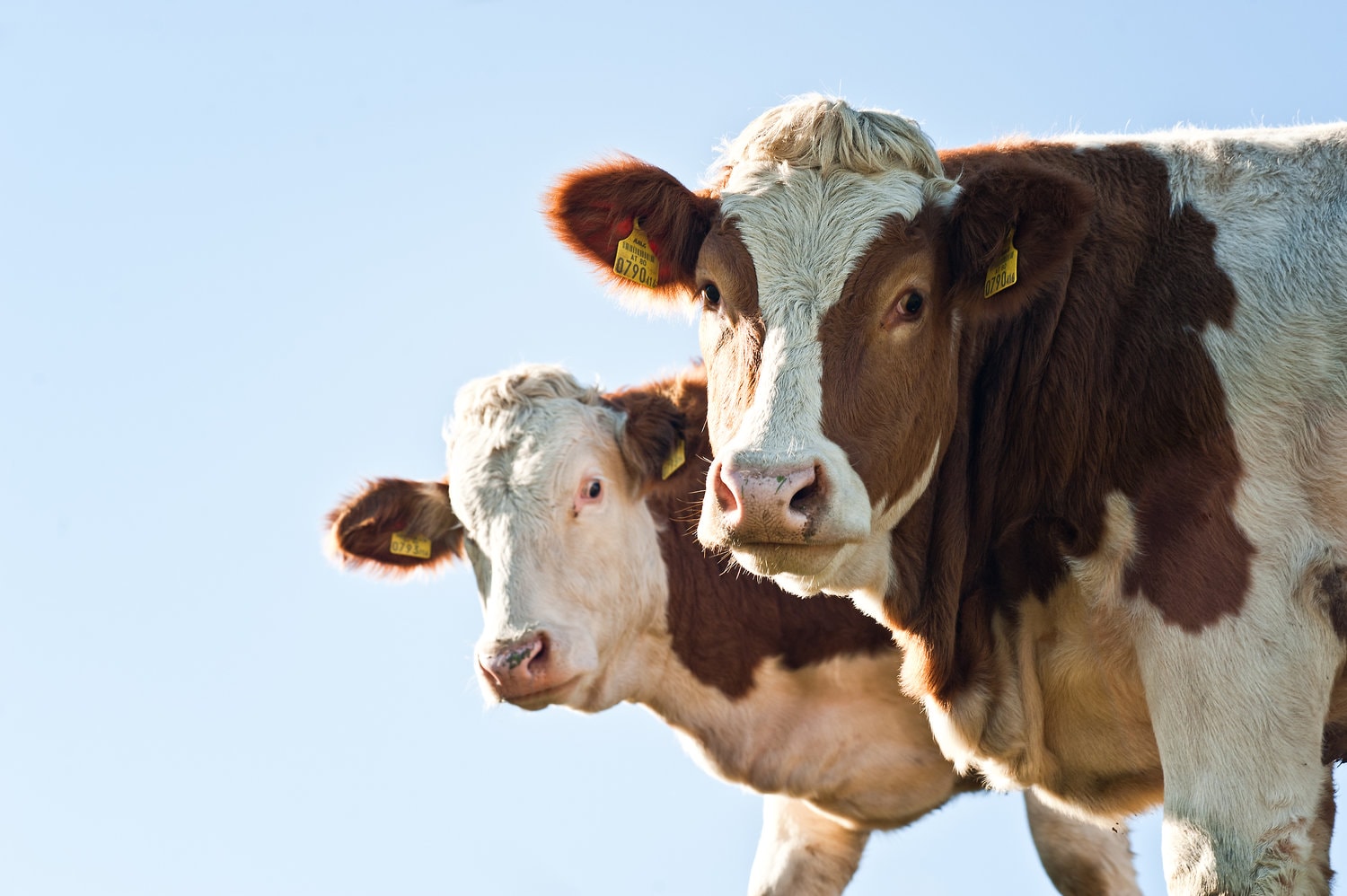 Silicon Valley Insider: AMP Americas Extracts Methane from Manure to Fuel Dairy Fleets