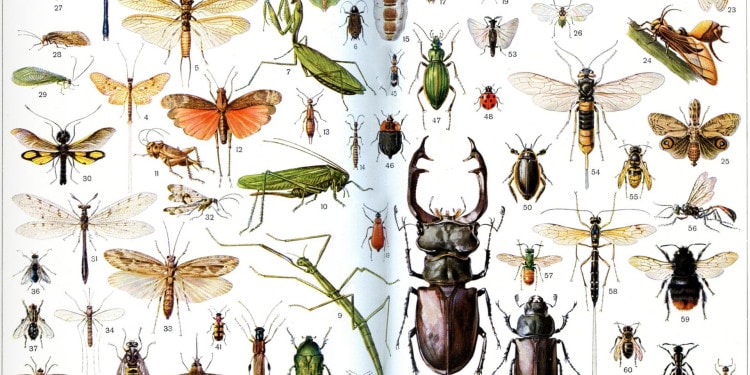 Insects Armageddon Caused by Climate Change