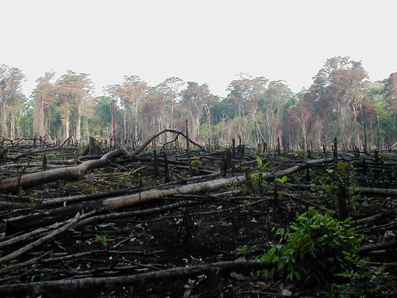 Deal of the Week: The War Against Deforestation