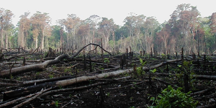 Deal of the Week: The War Against Deforestation
