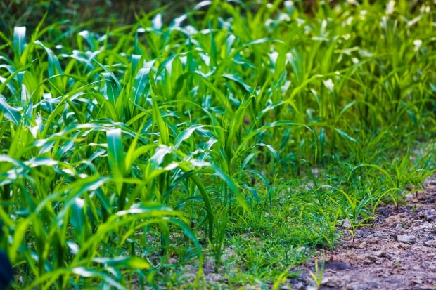 Maize productivity must increase four-fold to meet growing demand in Africa; implications for low emissions development?