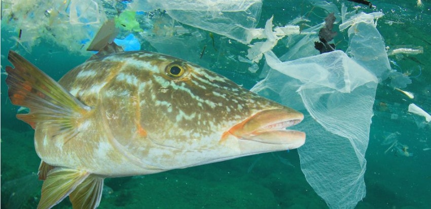Plastic Pollution in the Ocean