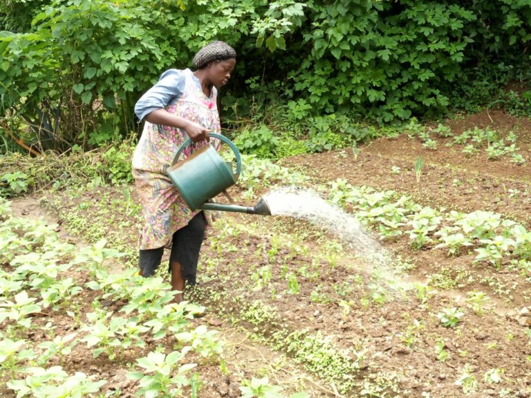 Cameroon ag