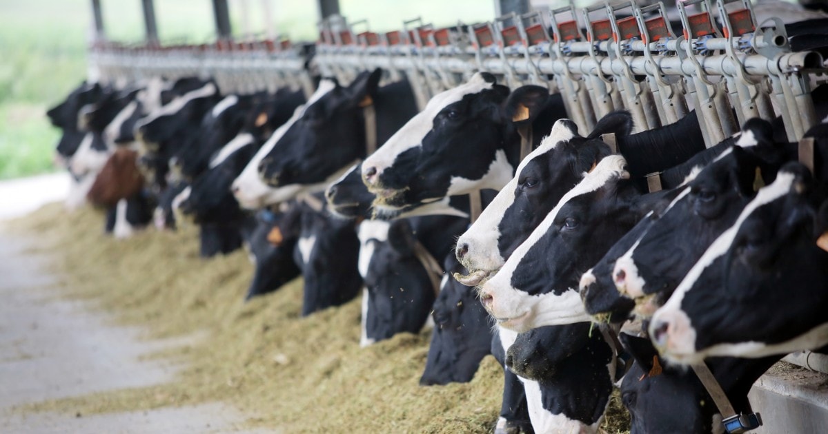 Vegan Messaging Not Easy, But Essential