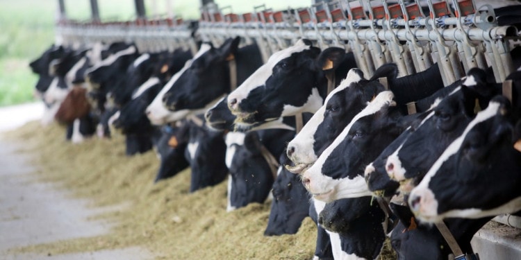 Vegan Messaging Not Easy, But Essential