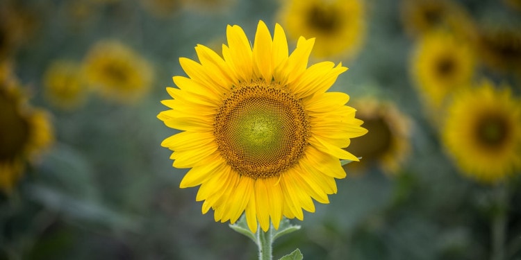 Social Farming for Sustainable Development