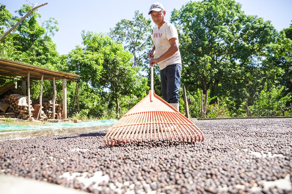 Coffee farmer