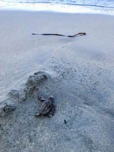 Loggerhead Sea Turtles.