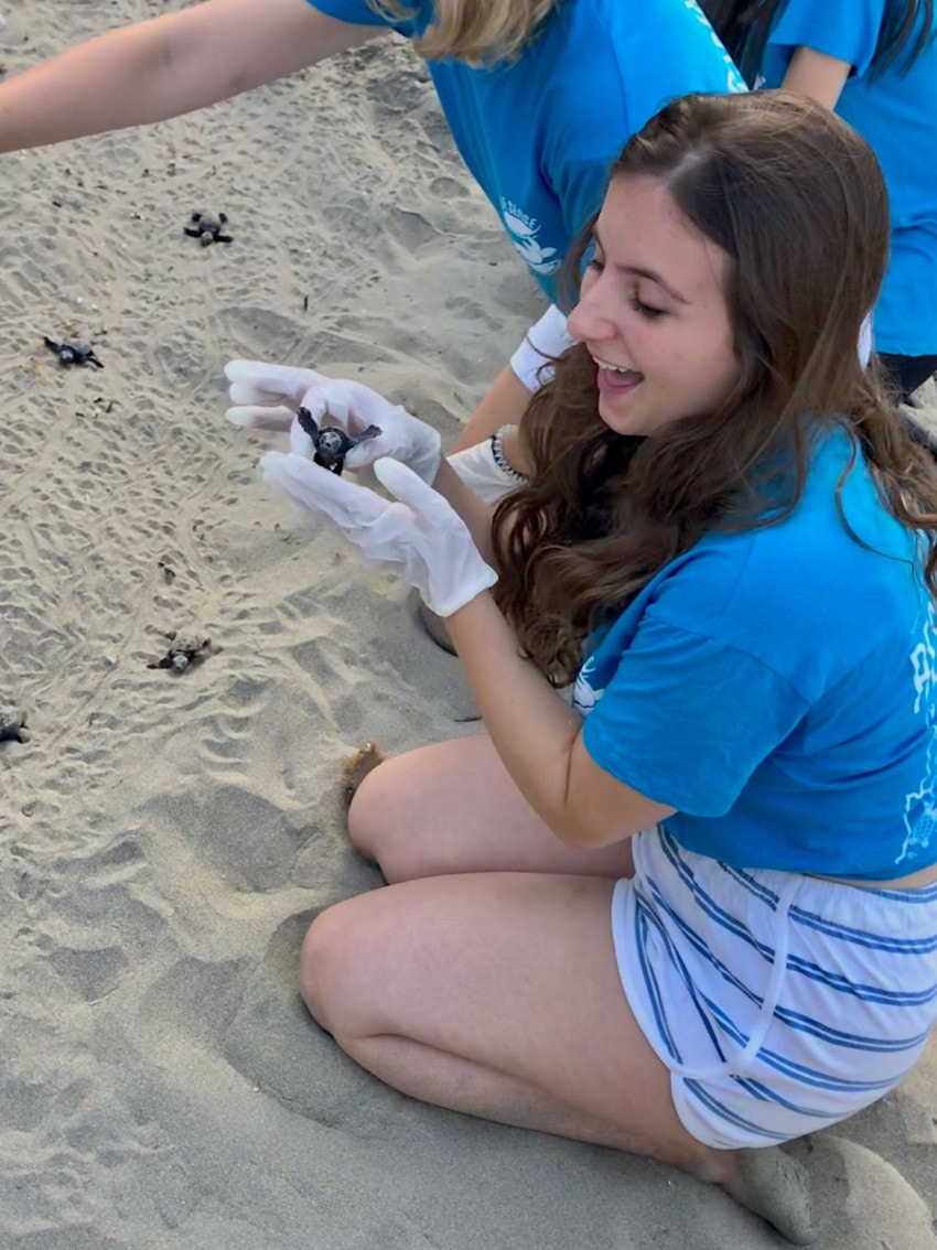 Loggerhead Sea Turtles