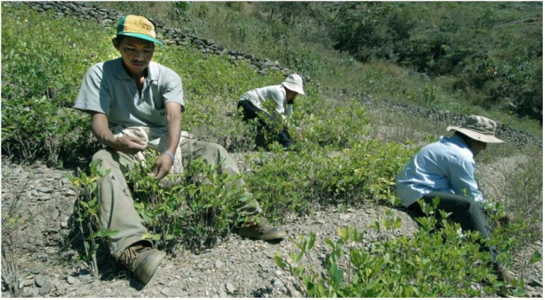 Peasant farmers in Caquetá, Colombia