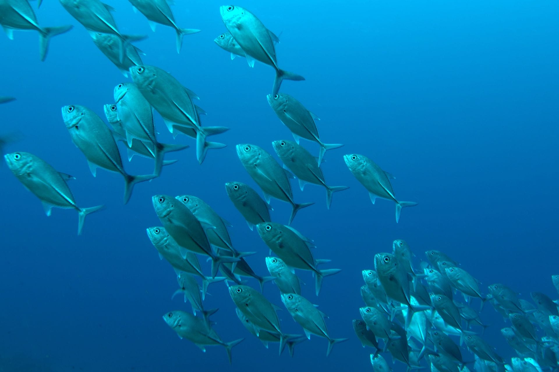 Sustainable Food Systems