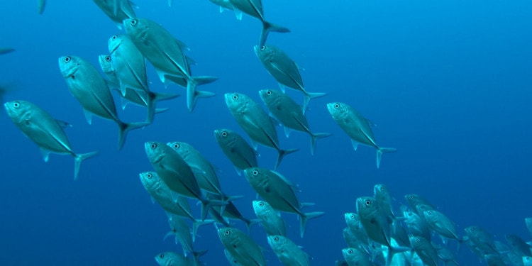 Sustainable Food Systems