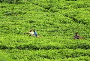 Sustainable Food Systems