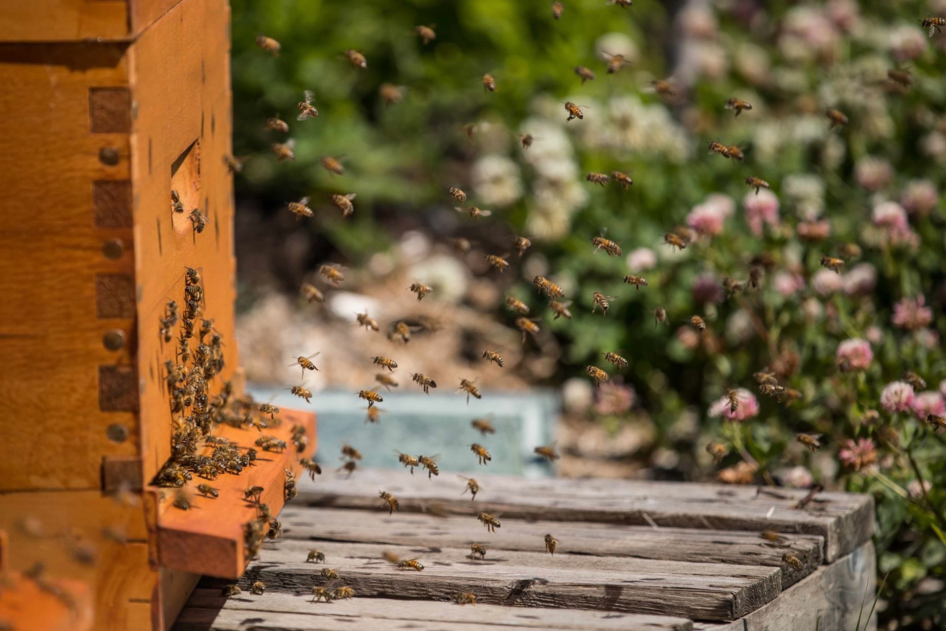 How Local Governments Can Lead the Biodiversity Movement